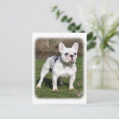 Franse Bulldog 9Y202D-134 Briefkaart (Staand voorkant)