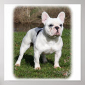 Franse Bulldog 9Y202D-134 Poster (Voorkant)