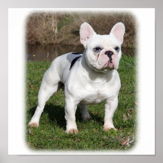 Franse Bulldog 9Y202D-134 Poster (Voorkant)