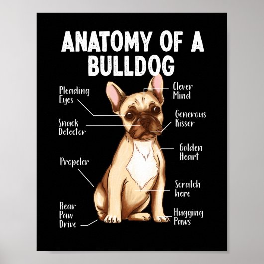 Franse Bulldog anatomie van een bulldog mama papa Poster (Voorkant)