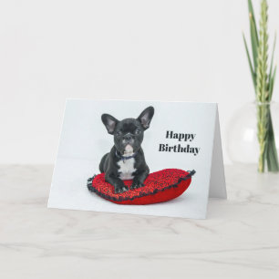 Franse Bulldog Black Pillow Foto Birthday Kaart