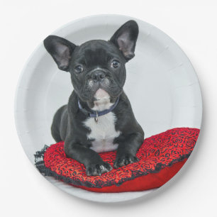 Franse Bulldog Black Pillow-foto Papieren Bordje