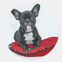 Franse Bulldog Black Pillow-foto Ronde Sticker