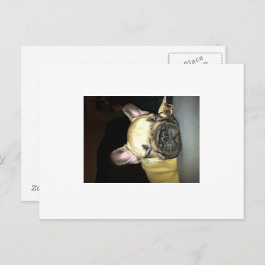 Franse bulldog briefkaart (Voorkant / Achterkant)