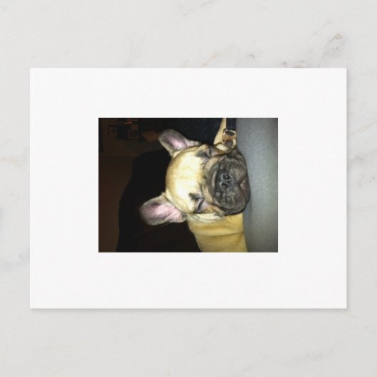 Franse bulldog briefkaart (Voorkant)