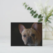 Franse Bulldog Briefkaart (Staand voorkant)