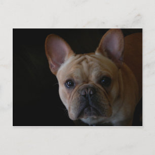 Franse Bulldog Briefkaart