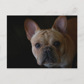 Franse Bulldog Briefkaart