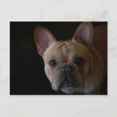 Franse Bulldog Briefkaart (Voorkant)