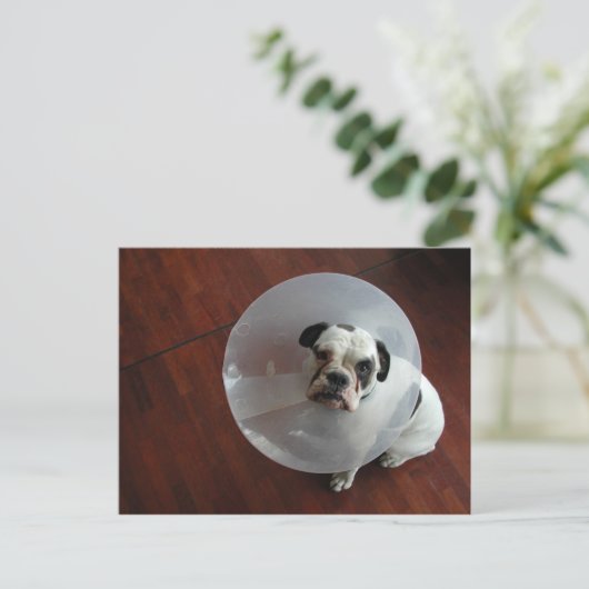 Franse Bulldog Briefkaart (Staand voorkant)