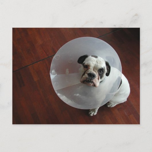 Franse Bulldog Briefkaart (Voorkant)