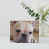 Franse Bulldog Briefkaart (Staand voorkant)