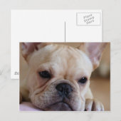 Franse Bulldog Briefkaart (Voorkant / Achterkant)
