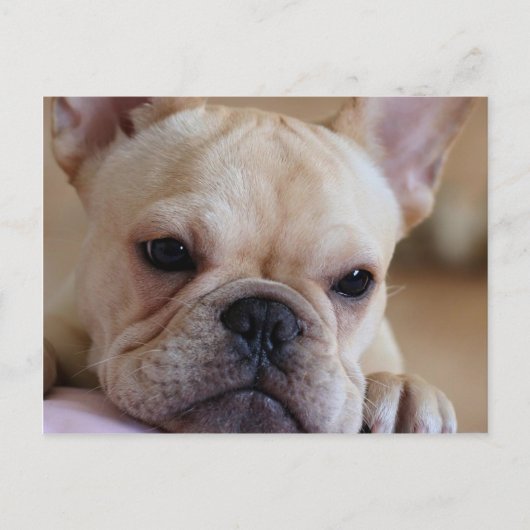 Franse Bulldog Briefkaart (Voorkant)