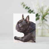 Franse Bulldog Briefkaart (Staand voorkant)