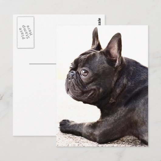 Franse Bulldog Briefkaart (Voorkant / Achterkant)