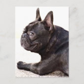 Franse Bulldog Briefkaart (Voorkant)