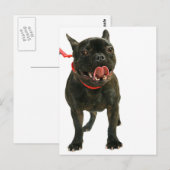 Franse Bulldog Briefkaart (Voorkant / Achterkant)