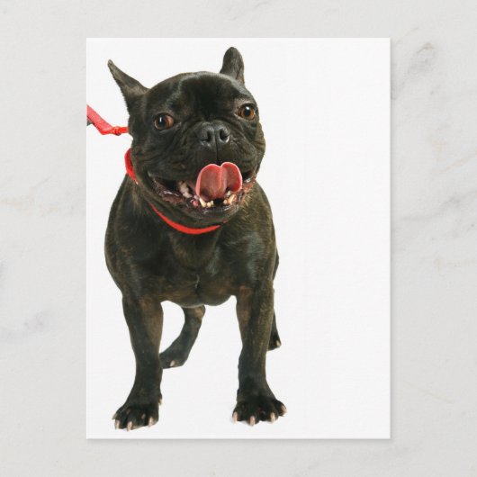 Franse Bulldog Briefkaart (Voorkant)