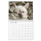 Franse Bulldog Calendar - Fredrick the Frenchie  Kalender (Jan 2026)