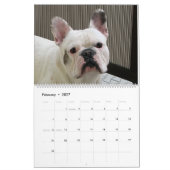 Franse Bulldog Calender Kalender (Feb 2027)