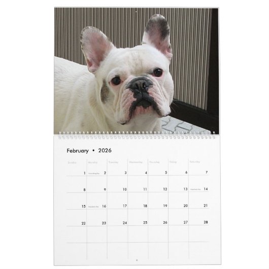 Franse Bulldog Calender Kalender (Feb 2026)