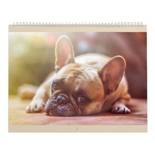 Franse Bulldog Calender Kalender (Hoes)