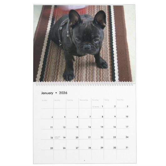 Franse Bulldog Calender Kalender (Jan 2026)