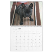 Franse Bulldog Calender Kalender (Jan 2027)