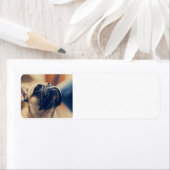 franse bulldog fawn etiket (Insitu)