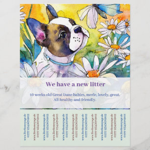 Franse Bulldog Flyer 