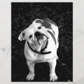Franse Bulldog Flyer Paars (Achterkant)