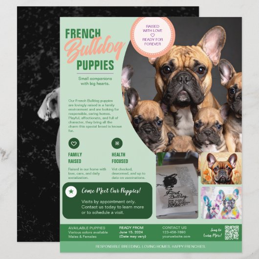 Franse Bulldog Flyer Paars (Voorkant / Achterkant)