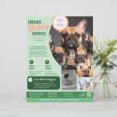 Franse Bulldog Flyer Paars (Staand voorkant)