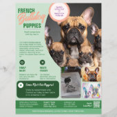 Franse Bulldog Flyer Paars (Voorkant)