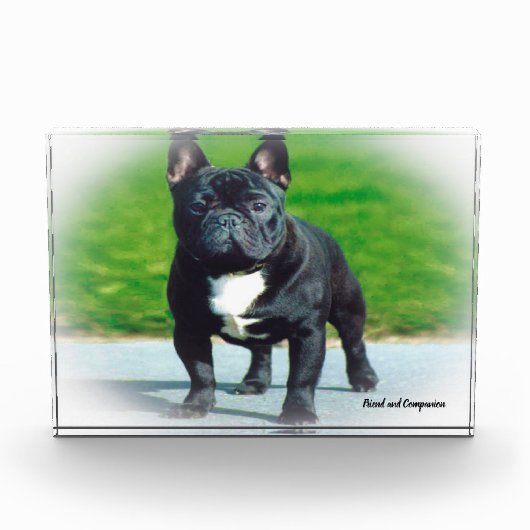 Franse Bulldog. Fotoblokken (Voorkant)