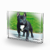 Franse Bulldog. Fotoblokken (Rechts)
