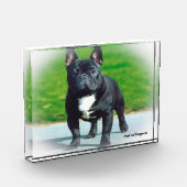 Franse Bulldog. Fotoblokken (Links)