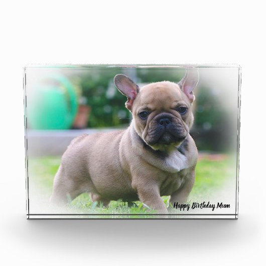 Franse Bulldog Fotoblokken (Voorkant)