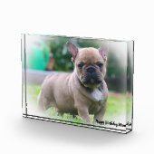 Franse Bulldog Fotoblokken (Rechts)
