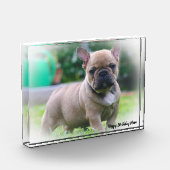 Franse Bulldog Fotoblokken (Links)