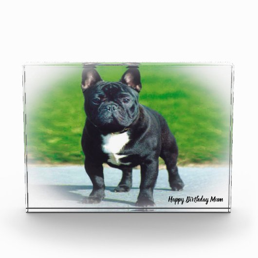 Franse Bulldog Fotoblokken (Voorkant)
