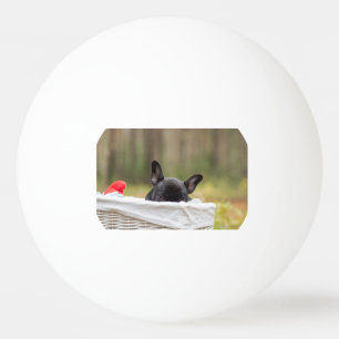 Franse bulldog glurende puppy pingpongbal