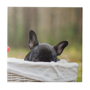 Franse bulldog glurende puppy tegeltje