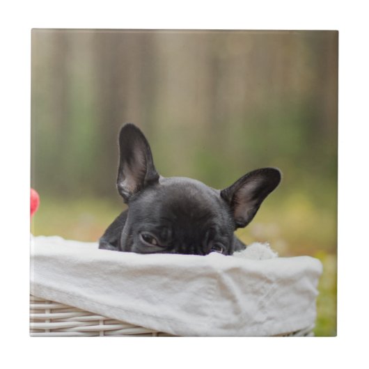 Franse bulldog glurende puppy tegeltje (Voorkant)