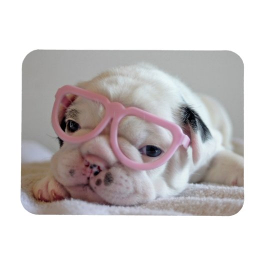 Franse Bulldog in Heart Glasses Magneet (Horizontaal)