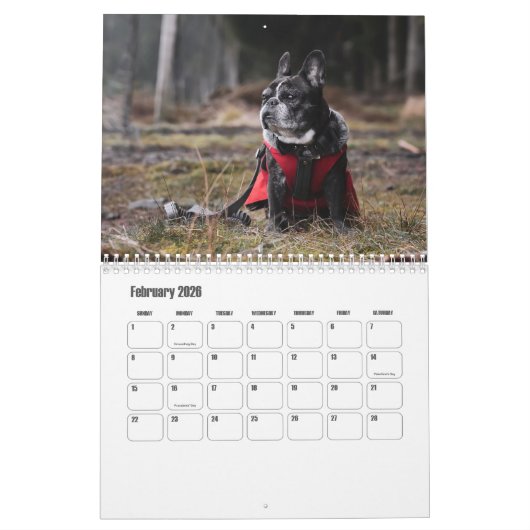 Franse Bulldog Kalender (Feb 2026)