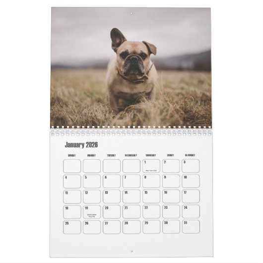 Franse Bulldog Kalender (Jan 2026)