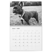Franse Bulldog Kalender 2026 Zwart-wit (Mar 2027)
