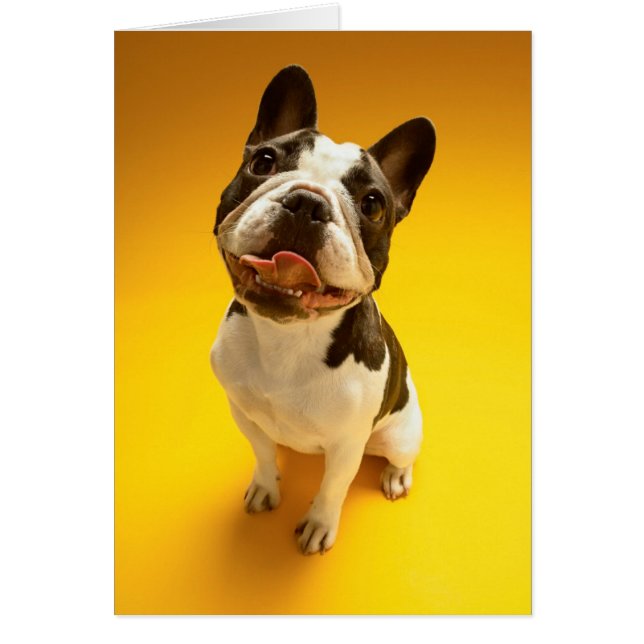 Franse Bulldog kijkt omhoog (Voorkant)